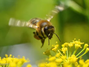Ожидается высокая пожароопасность!